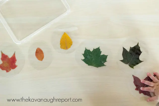 Rainbow leaf sort 