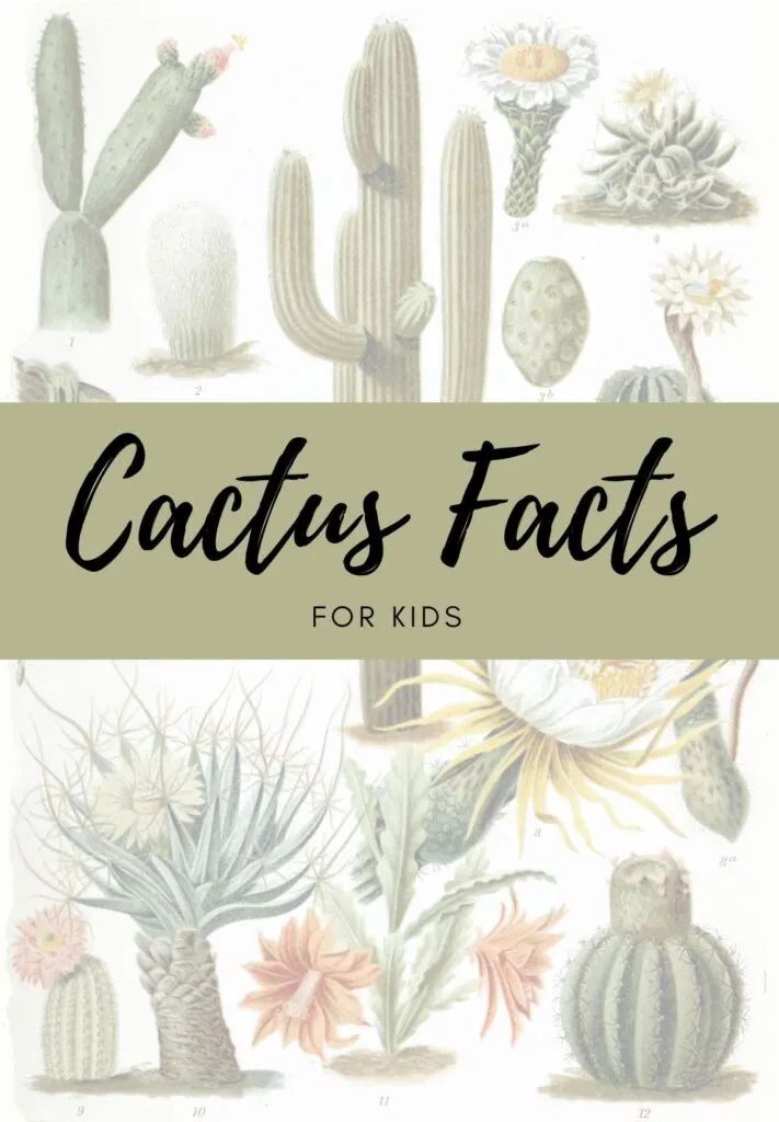 Cactus Facts for kids