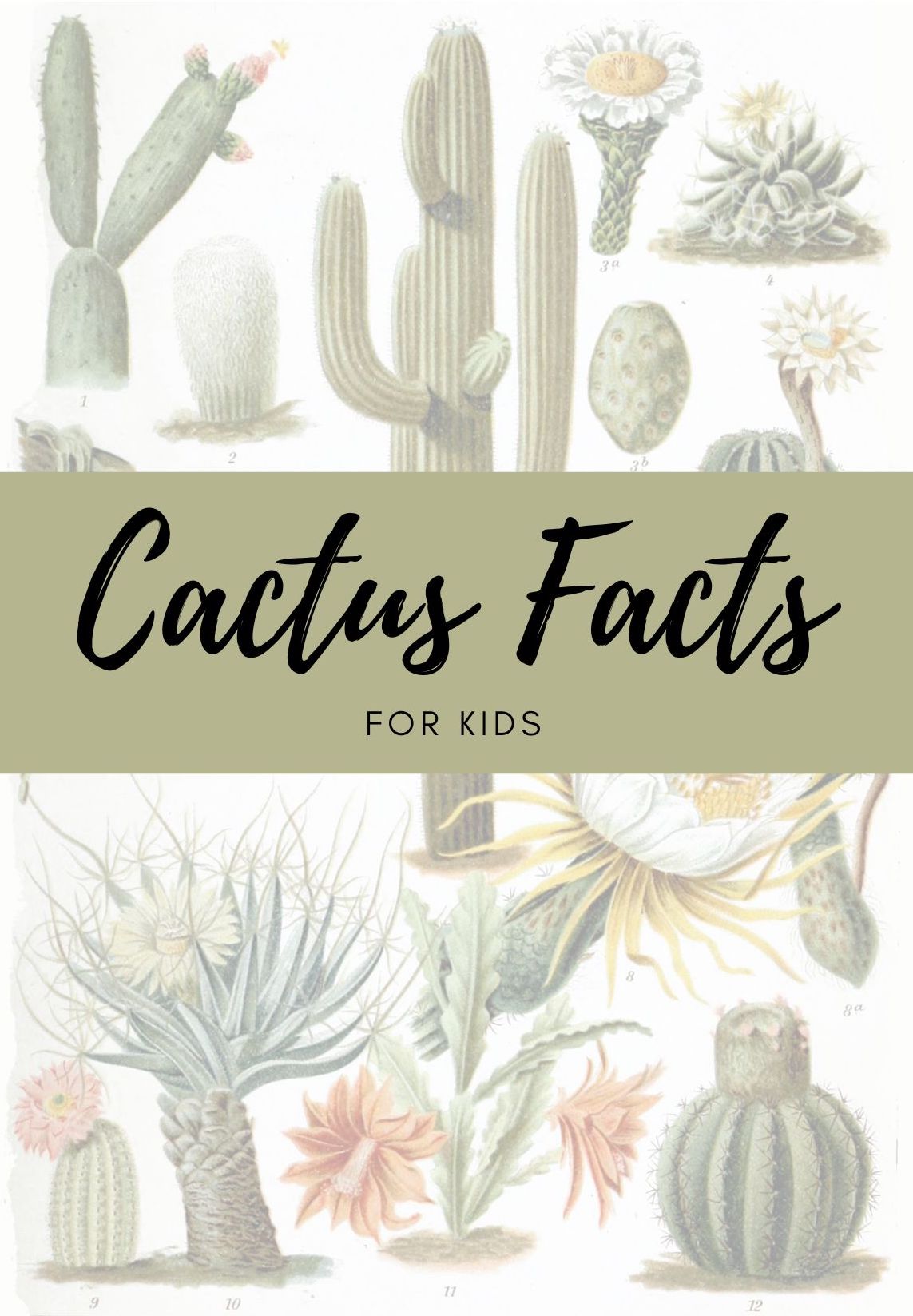 Cactus facts for kids