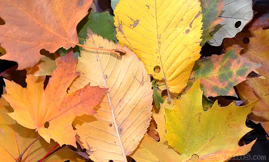 Image for Autumn Leaf Threading