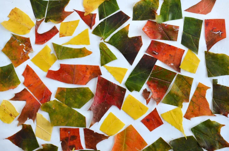 Image for Autumn Leaf Mosaic Collage